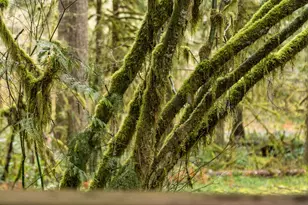 26715 E Still Creek Rd, Rhododendron, OR 97049 - Photo 41
