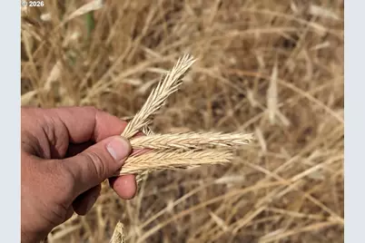 905 Randall Rd #Lot 1, Centerville, WA 98613 - Photo 9