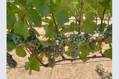 391 Newell Rd, Underwood, WA 98651 - Photo 17