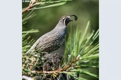 52135 E Terra Fern Dr, Sandy, OR 97055 - Photo 19