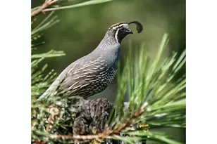 52135 E Terra Fern Dr, Sandy, OR 97055 - Photo 19