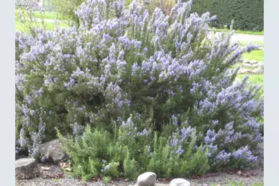 273 Crest Dr, Myrtle Creek, OR 97457 - Photo 23