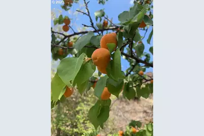 74234 Lower Imnaha River Rd, Imnaha, OR 97842 - Photo 19