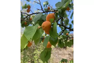 74234 Lower Imnaha River Rd, Imnaha, OR 97842 - Photo 19