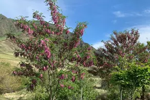 74234 Lower Imnaha River Rd, Imnaha, OR 97842 - Photo 9