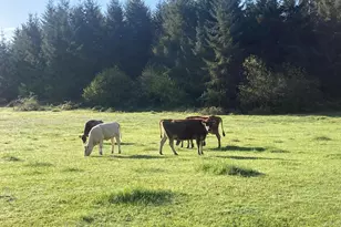 39557 Little Fall Creek Rd, Fall Creek, OR 97438 - Photo 43