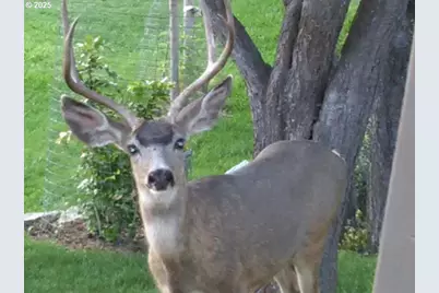 60408 Marysville Ln, Canyon City, OR 97820 - Photo 21