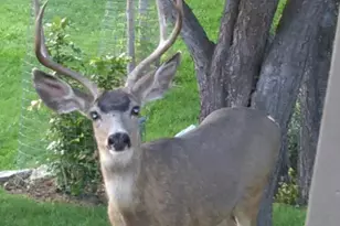 60408 Marysville Ln, Canyon City, OR 97820 - Photo 21