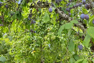 38115 Scravel Hill Rd, Albany, OR 97322 - Photo 25