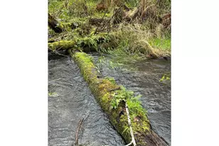 39402 NE 211th Ave, Amboy, WA 98601 - Photo 37