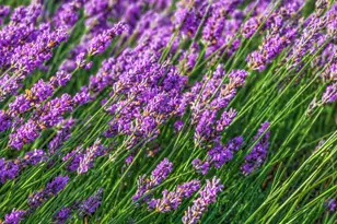 3500 SE Concord Rd, Milwaukie, OR 97267 - Photo 29