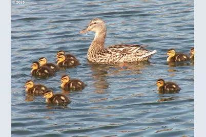 5525 SE Scenic Ln #301, Vancouver, WA 98661 - Photo 47