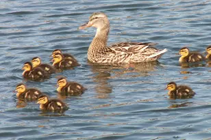5525 SE Scenic Ln, Vancouver, WA 98661 - Photo 47