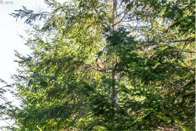 0 Berlin Ridge Rd, Lebanon, OR 97355 - Photo 5