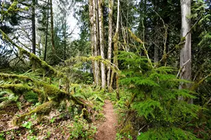 69947 E Hwy 26, Rhododendron, OR 97049 - Photo 17
