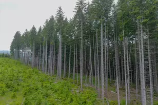 17024 Bratten Hill, Alsea, OR 97324 - Photo 15