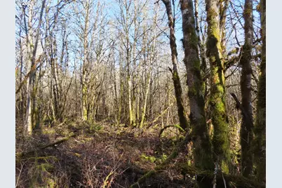 115 Campground Ln, Winlock, WA 98596 - Photo 3