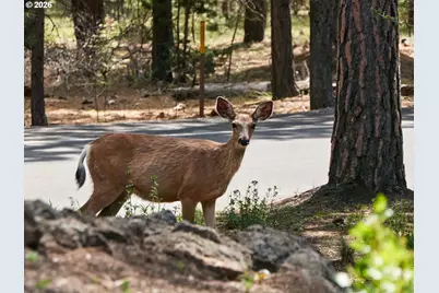 71183 Bracken Ln #GH76, Sisters, OR 97759 - Photo 39