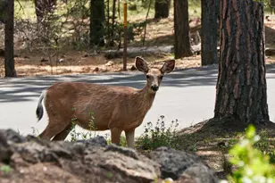 71183 Bracken Ln, Sisters, OR 97759 - Photo 39