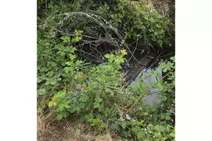 920 Buck Creek Rd, Drain, OR 97435 - Photo 17