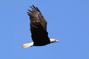 24218 Vaughn Rd, Veneta, OR 97487 - Photo 11