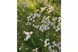 1506 SW Spring Garden St, Portland, OR 97219 - Photo 41