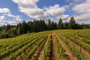 12000 NW Old Wagon Rd, Carlton, OR 97111 - Photo 7