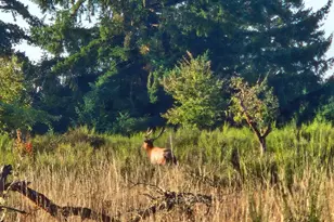 11890 SW Dupee Valley Rd, McMinnville, OR 97128 - Photo 47