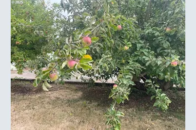 98620 Camellia Dr, Brookings, OR 97415 - Photo 19