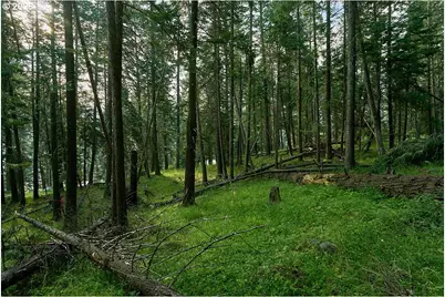 Chipmunk Lane, Wallowa Lake, OR 97846 - Photo 3