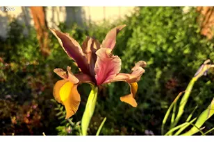 97972 Hallway Rd, Brookings, OR 97415 - Photo 9