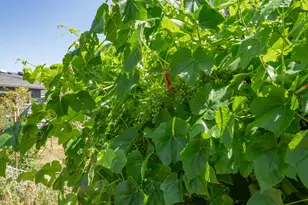 500 E Pinehurst Dr, Newberg, OR 97132 - Photo 39