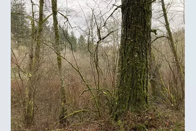 Ne 197th Ct, Amboy, WA 98601 - Photo 7