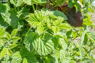 3372 Riverbend Rd, Salem, OR 97304 - Photo 27