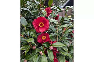 15597 SW Summerfield Ln, Tigard, OR 97224 - Photo 5