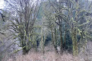 94296 Horton Rd, Blachly, OR 97412 - Photo 9