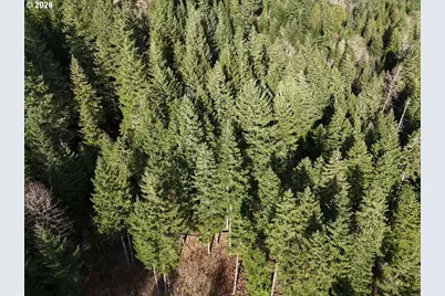 1951 Bear Creek Rd, Carson, WA 98610 - Photo 5