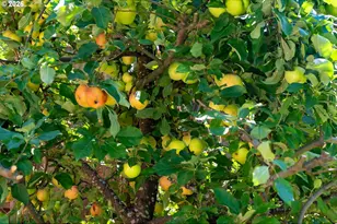 1830 Tamarack Way, Forest Grove, OR 97116 - Photo 33