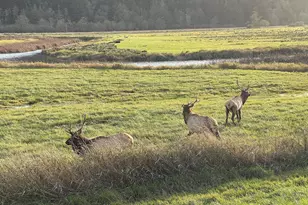 233 Johanneson Creek Rd, Reedsport, OR 97467 - Photo 45