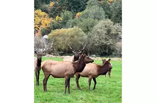 233 Johanneson Creek Rd, Reedsport, OR 97467 - Photo 15