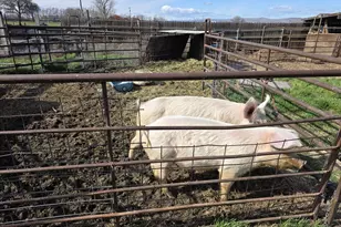 68499 Kunze Ln, Boardman, OR 97818 - Photo 19