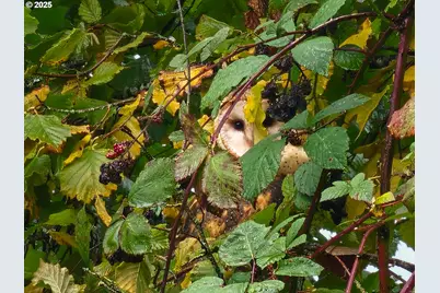 34521 Big Meadow Ln, Deer Island, OR 97054 - Photo 45