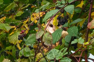 34521 Big Meadow Ln, Deer Island, OR 97054 - Photo 45