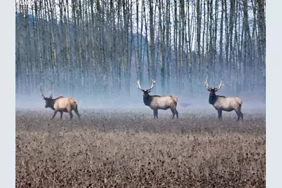 34521 Big Meadow Ln, Deer Island, OR 97054 - Photo 3