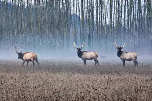 34521 Big Meadow Ln, Deer Island, OR 97054 - Photo 3