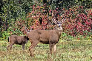 34521 Big Meadow Ln, Deer Island, OR 97054 - Photo 43