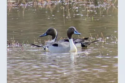 34521 Big Meadow Ln, Deer Island, OR 97054 - Photo 41