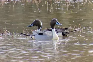 34521 Big Meadow Ln, Deer Island, OR 97054 - Photo 41