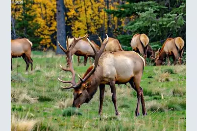 37555 Hauger Mountain Ln, Seaside, OR 97138 - Photo 5