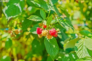 114 Hayden Bridge Way, Springfield, OR 97477 - Photo 35